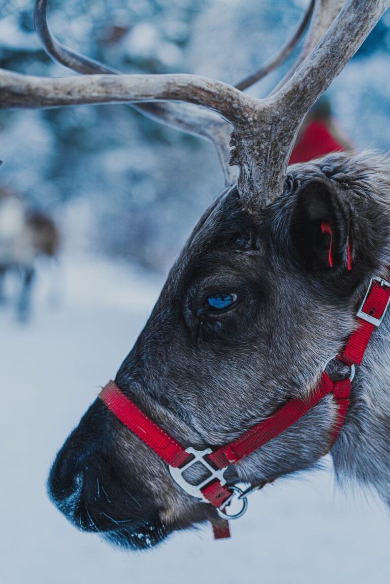 leavenworthreindeer_tour-reindeer-snow-harness-blue-eye Leavenworthreindeer Tour Reindeer Snow Harness Blue Eye