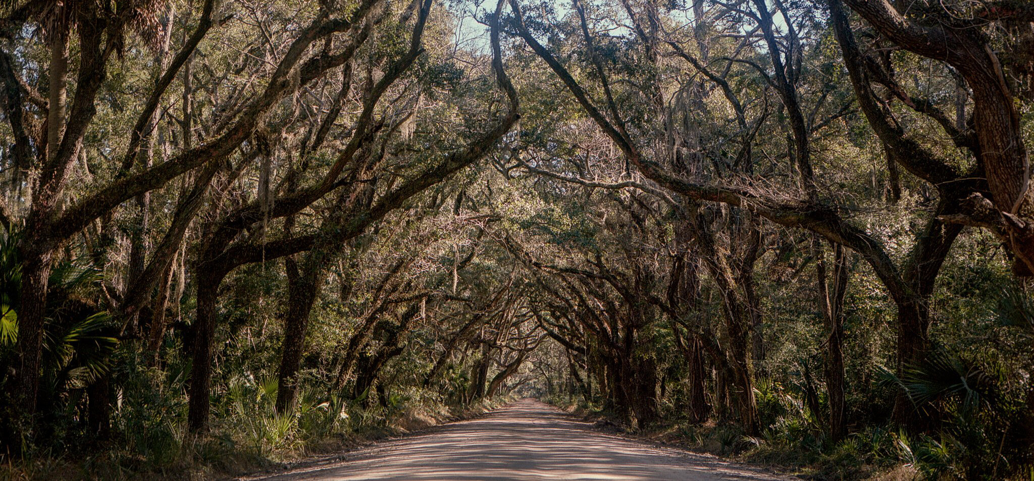 Lowcountryhistorystrolls Tour Tree Canopy Dirt Road Walking Path