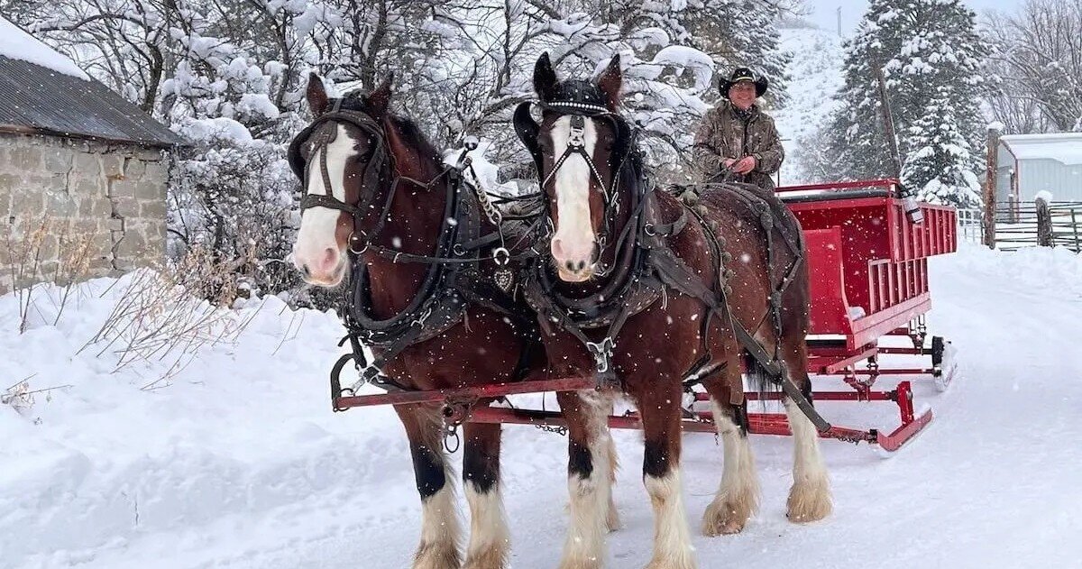 Morgansleighnwagonrides Tour Sleigh Ride Horses Snow