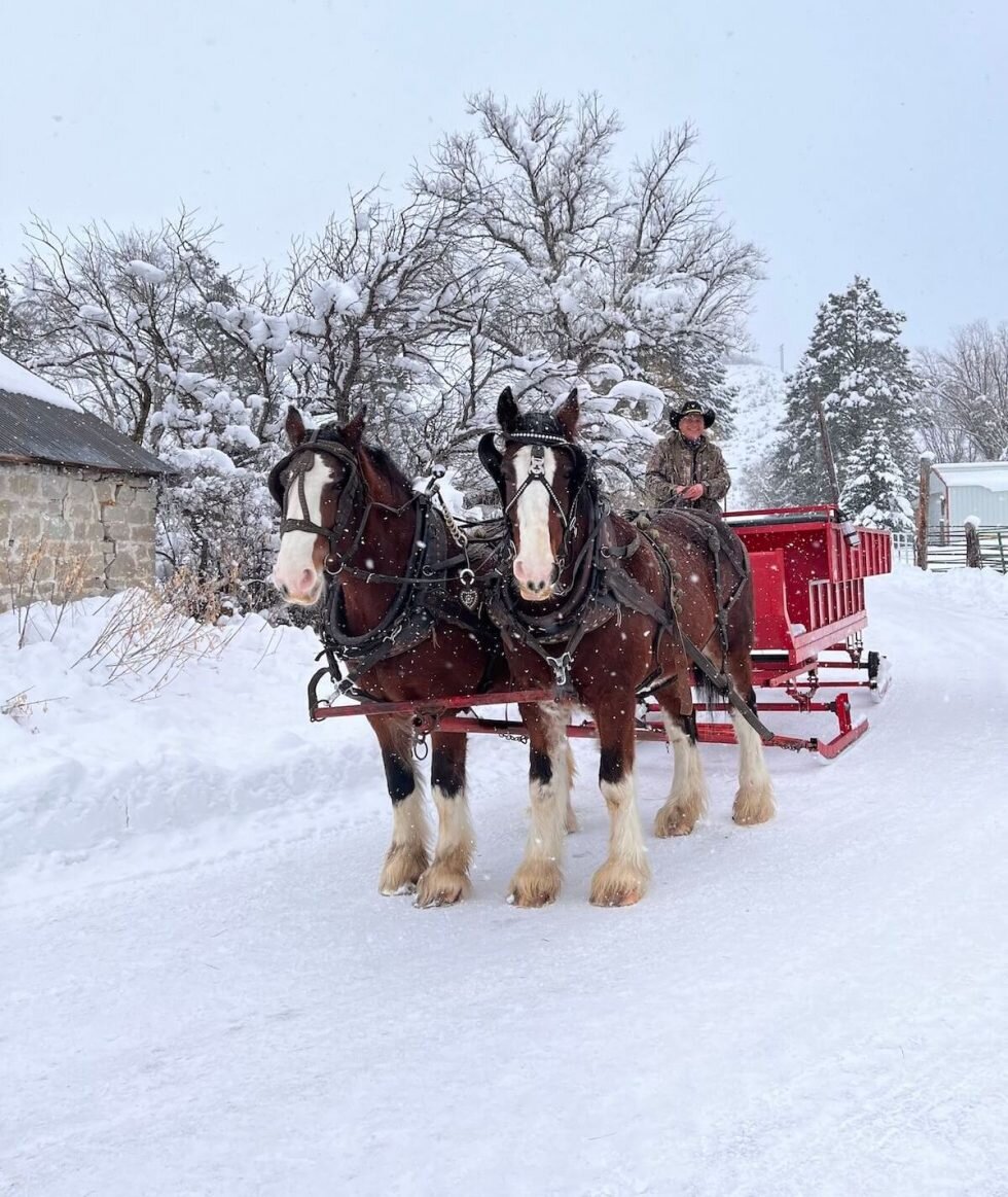 Morgansleighnwagonrides Tour Sleigh Ride Horses Snow