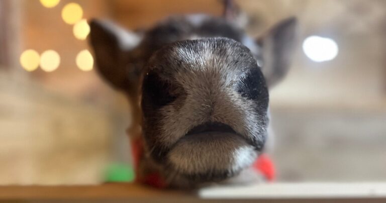 parisdeerpark_tour-calf-close-up-farm Parisdeerpark Tour Calf Close Up Farm