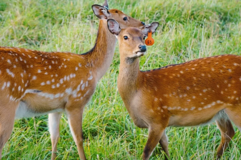 parisdeerpark_tour-deer-grass-farm-tagged Parisdeerpark Tour Deer Grass Farm Tagged