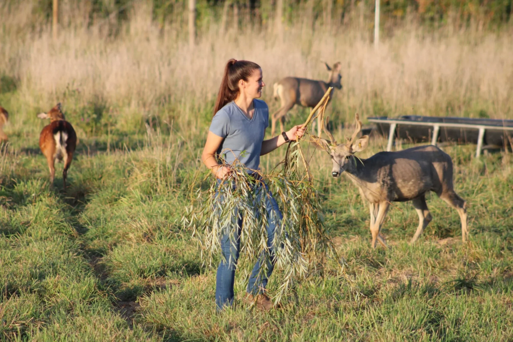 parisdeerpark_tour-woman-deer-farm-grass Parisdeerpark Tour Woman Deer Farm Grass