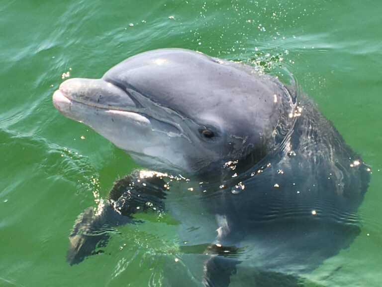 Pensacolabeachboatcharters Tour Dolphin Surface Green Water