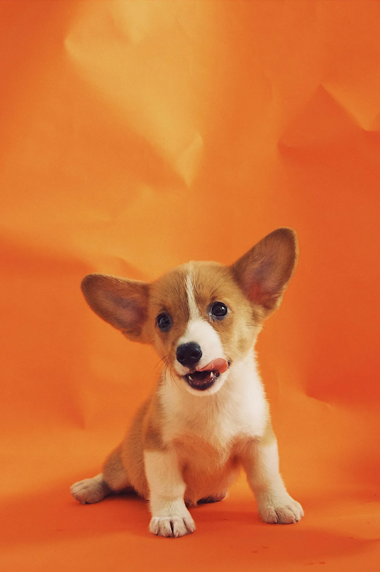 pictureprojectclt_tour-corgi-puppy-orange-background Pictureprojectclt Tour Corgi Puppy Orange Background
