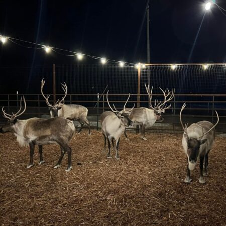 Prescottfamilyreindeerfarm Tour Reindeer Night Farm Lights