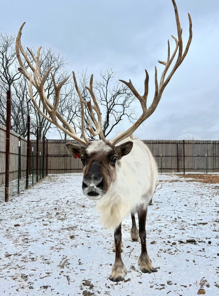 Prescottfamilyreindeerfarm Tour Reindeer Snowy Enclosure Antlers