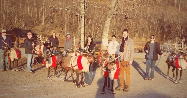 Reindeerfarm Tour Reindeer Farm People Snow