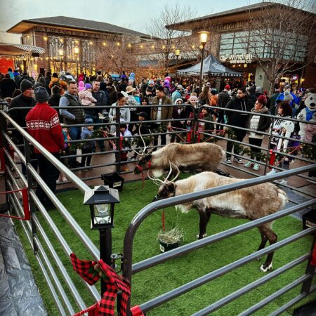 Riverdalereindeer Tour Reindeer Farm Holiday Crowd