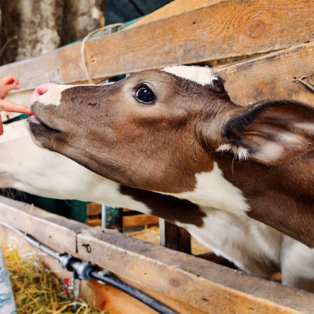 Rodenbarnyard Tour Child Cow Farm Interaction
