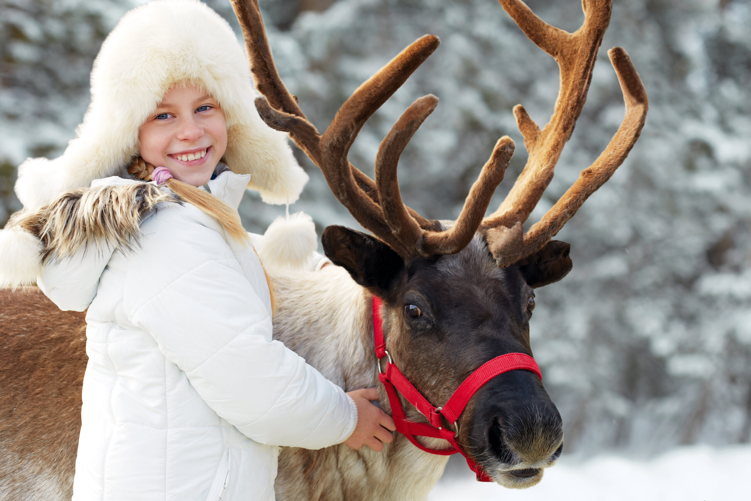 sawtoothreindeer_tour-girl-reindeer-snowy-background Sawtoothreindeer Tour Girl Reindeer Snowy Background