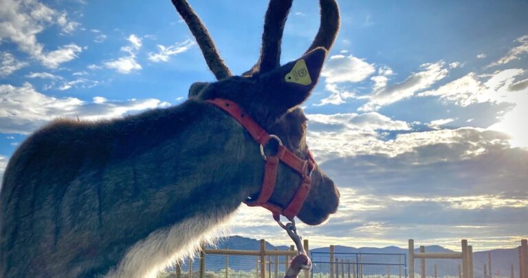 sawtoothreindeer_tour-reindeer-profile-sunset-sky Sawtoothreindeer Tour Reindeer Profile Sunset Sky