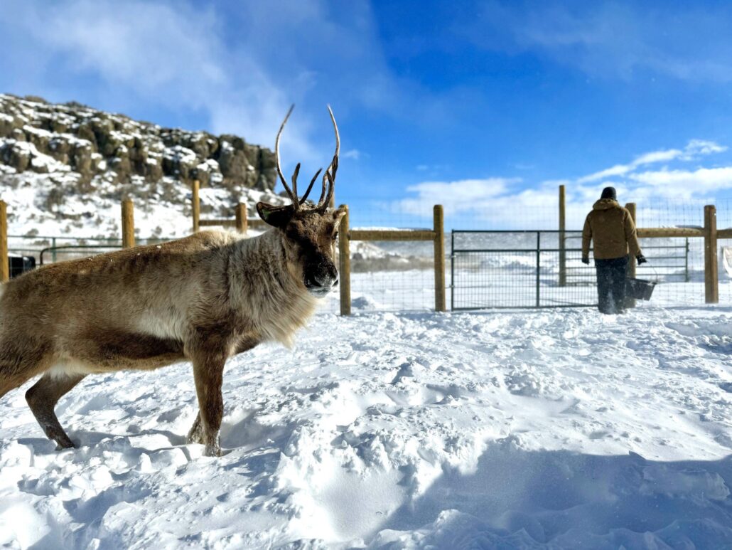 sawtoothreindeer_tour-reindeer-snow-farm-handler-2 Sawtoothreindeer Tour Reindeer Snow Farm Handler