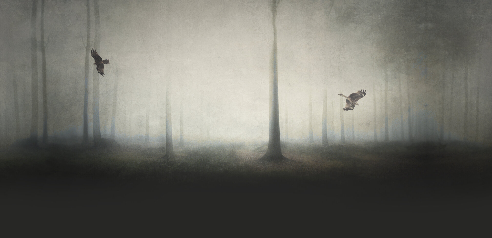 Seasideshadows Mystic Tour Birds Flying Misty Forest