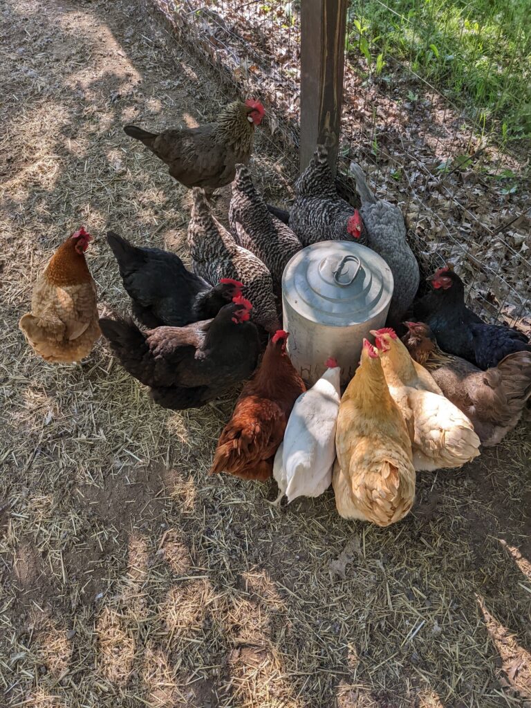 shortsvillereindeer_tour-chickens-feeding-metal-waterer-straw Shortsvillereindeer Tour Chickens Feeding Metal Waterer Straw