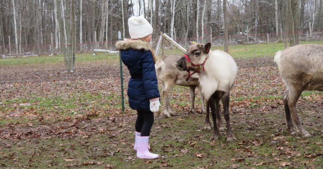 shortsvillereindeer_tour-girl-reindeer-farm-leaves Shortsvillereindeer Tour Girl Reindeer Farm Leaves