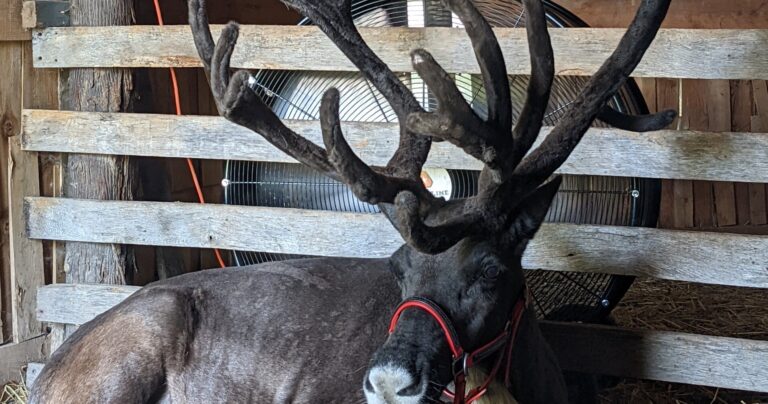 shortsvillereindeer_tour-reindeer-barn-antlers-fan Shortsvillereindeer Tour Reindeer Barn Antlers Fan
