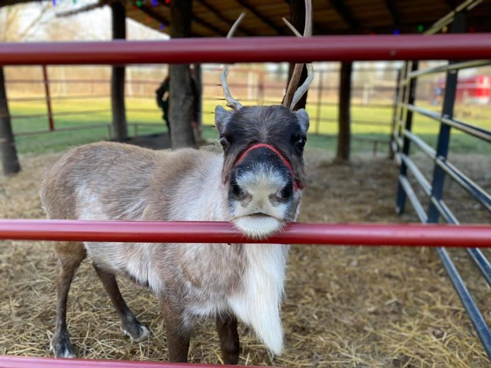 shortsvillereindeer_tour-reindeer-farm-enclosure-straw Shortsvillereindeer Tour Reindeer Farm Enclosure Straw