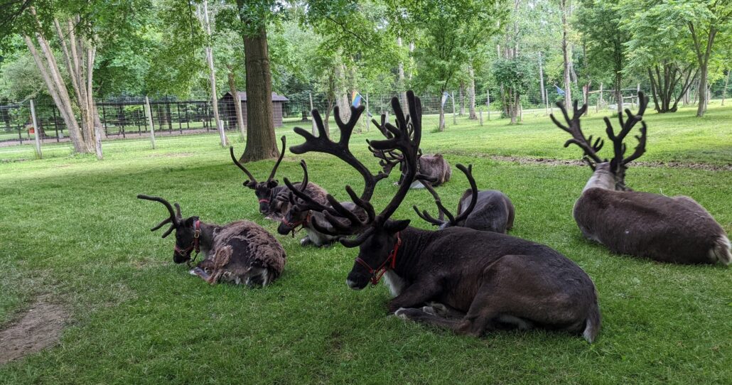 shortsvillereindeer_tour-reindeer-grass-park-forest Shortsvillereindeer Tour Reindeer Grass Park Forest