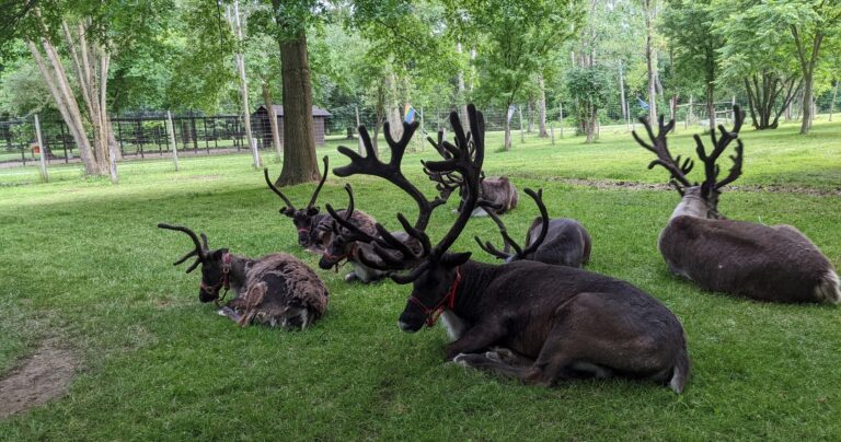 shortsvillereindeer_tour-reindeer-grass-park-forest Shortsvillereindeer Tour Reindeer Grass Park Forest