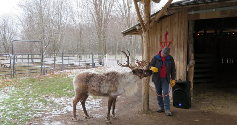 shortsvillereindeer_tour-reindeer-handler-farm-snowy-forest Shortsvillereindeer Tour Reindeer Handler Farm Snowy Forest