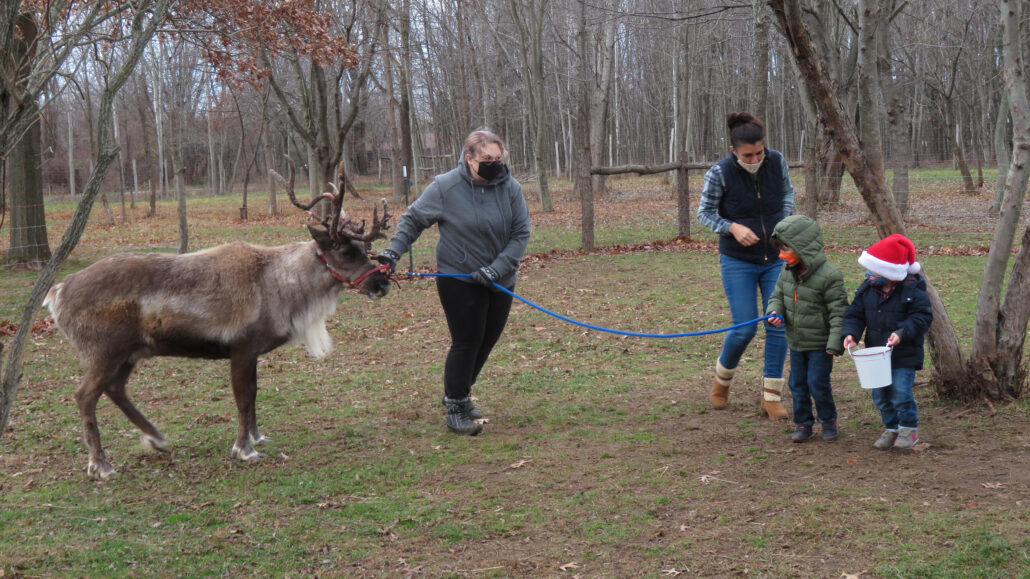 shortsvillereindeer_tour-reindeer-kids-farm-visit Shortsvillereindeer Tour Reindeer Kids Farm Visit