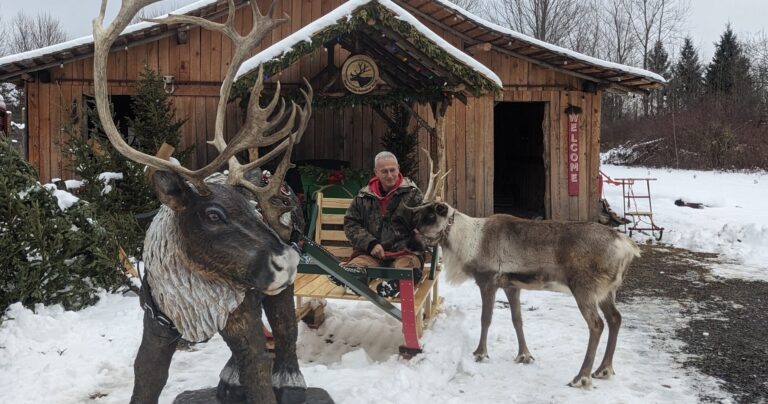 shortsvillereindeer_tour-reindeer-man-snowy-farm Shortsvillereindeer Tour Reindeer Man Snowy Farm