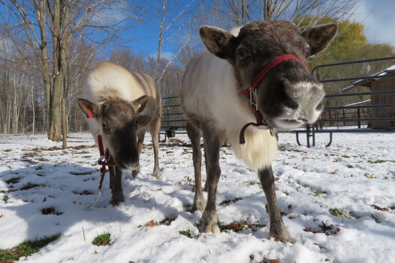 shortsvillereindeer_tour-reindeer-snow-farm Shortsvillereindeer Tour Reindeer Snow Farm