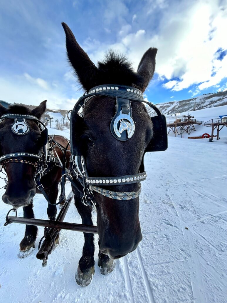 snowedinnsleigh_tour-black-horses-sleigh-ride-snow Snowedinnsleigh Tour Black Horses Sleigh Ride Snow