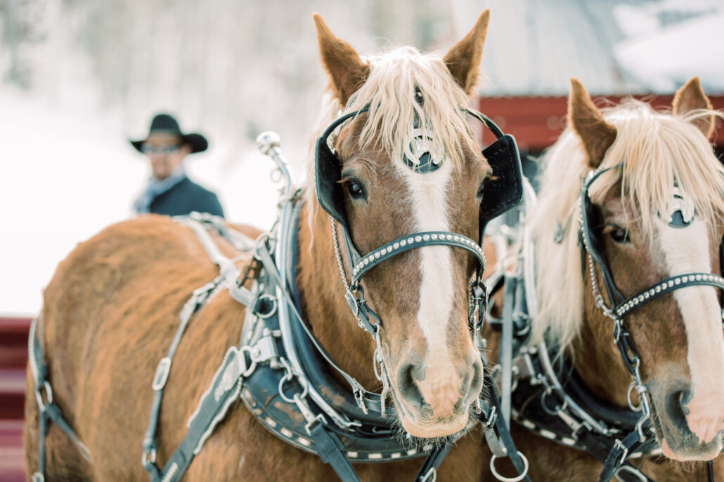 snowedinnsleigh_tour-horses-sleigh-ride-snow Snowedinnsleigh Tour Horses Sleigh Ride Snow