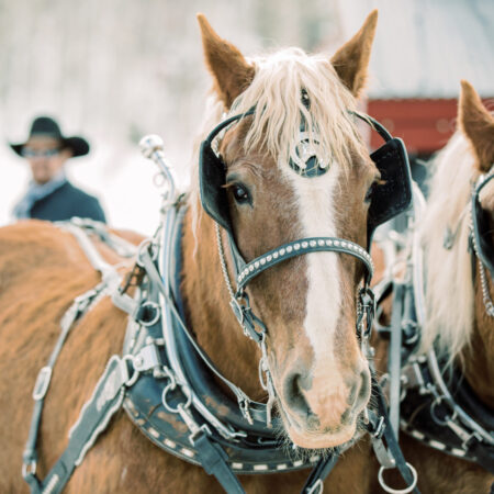 Snowedinnsleigh Tour Horses Sleigh Ride Snow