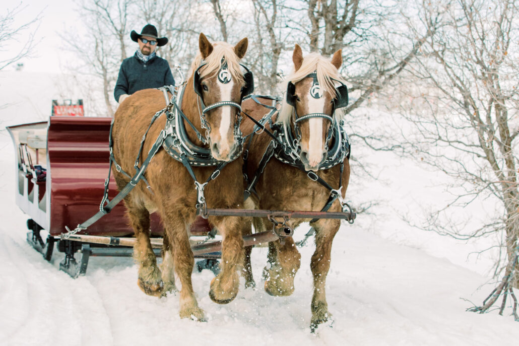 snowedinnsleigh_tour-sleigh-ride-horses-snow Snowedinnsleigh Tour Sleigh Ride Horses Snow
