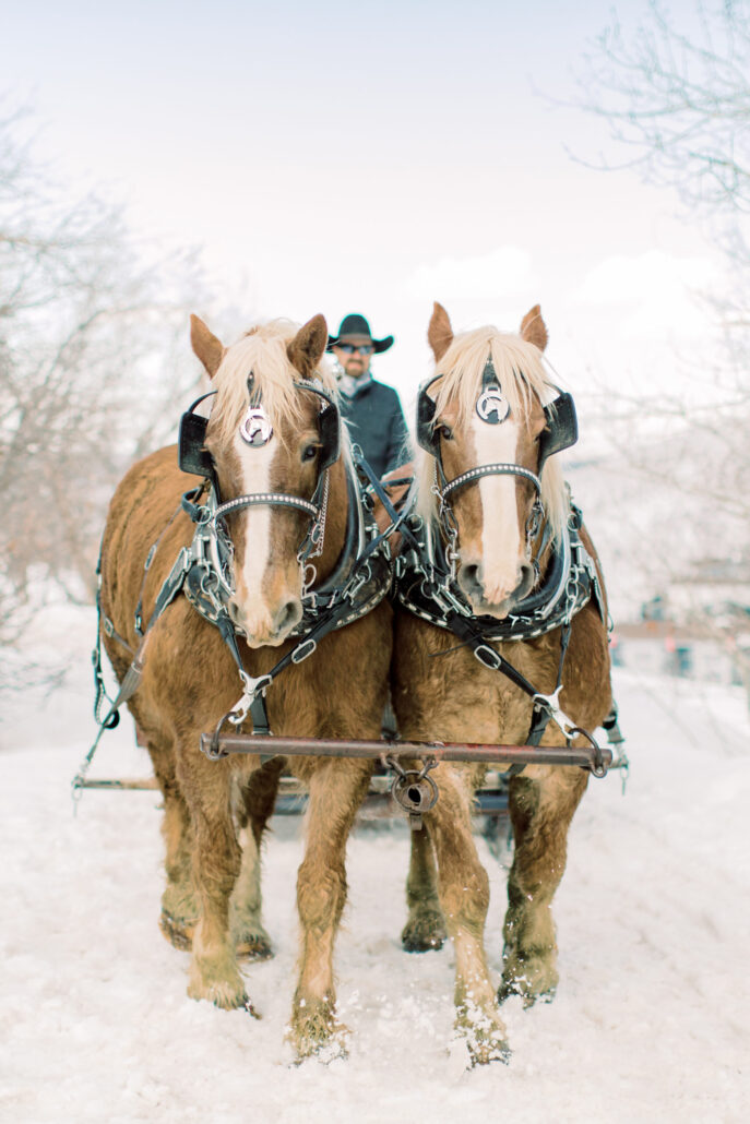 snowedinnsleigh_tour-sleigh-ride-horses-snow-2 Snowedinnsleigh Tour Sleigh Ride Horses Snow