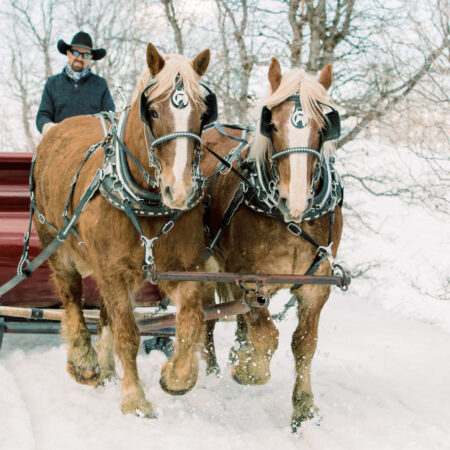 Snowedinnsleigh Tour Sleigh Ride Horses Snow