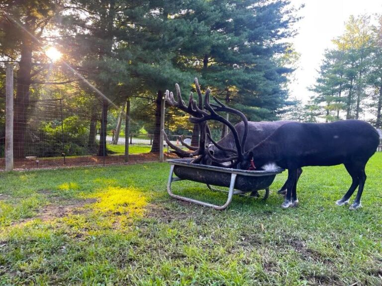 Snowmansreindeer Tour Reindeer Feeding Trough Sunlight