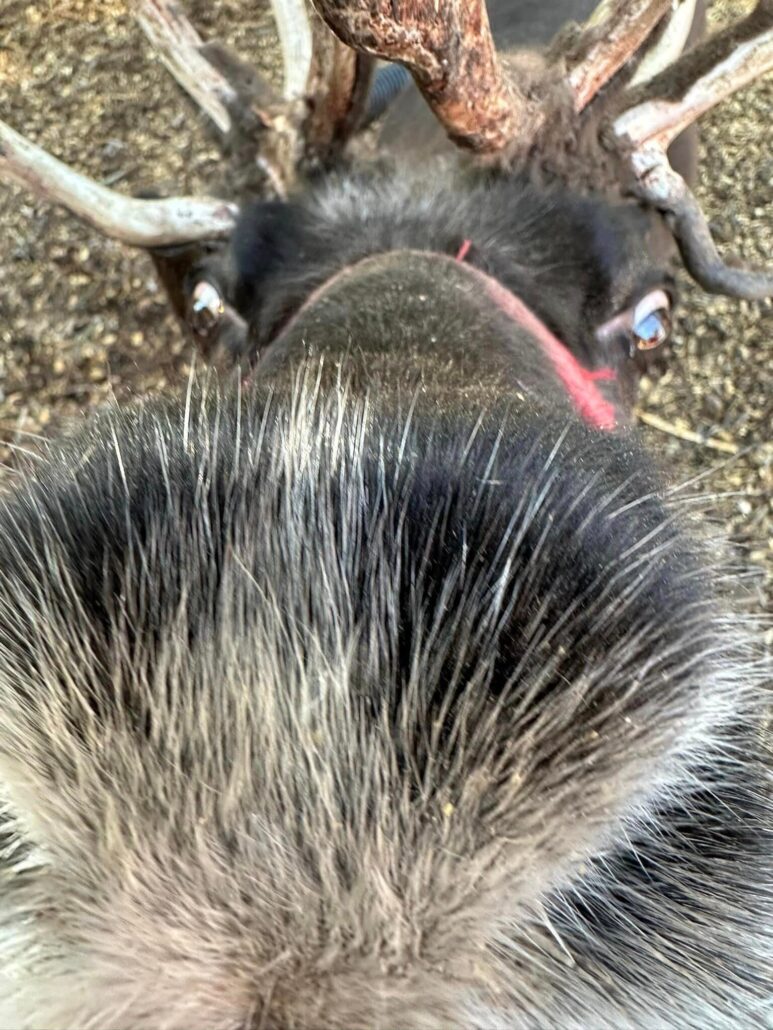 Snowmansreindeer Tour Reindeer Horns Farm Animal