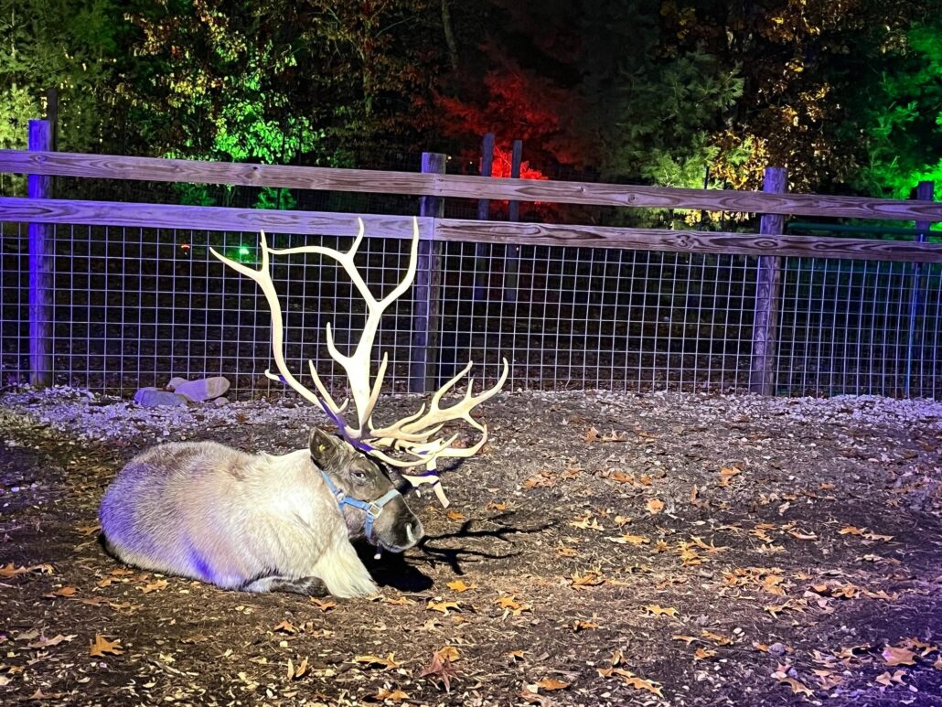 Snowmansreindeer Tour Reindeer Resting Farm Fence