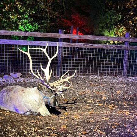 Snowmansreindeer Tour Reindeer Resting Farm Fence