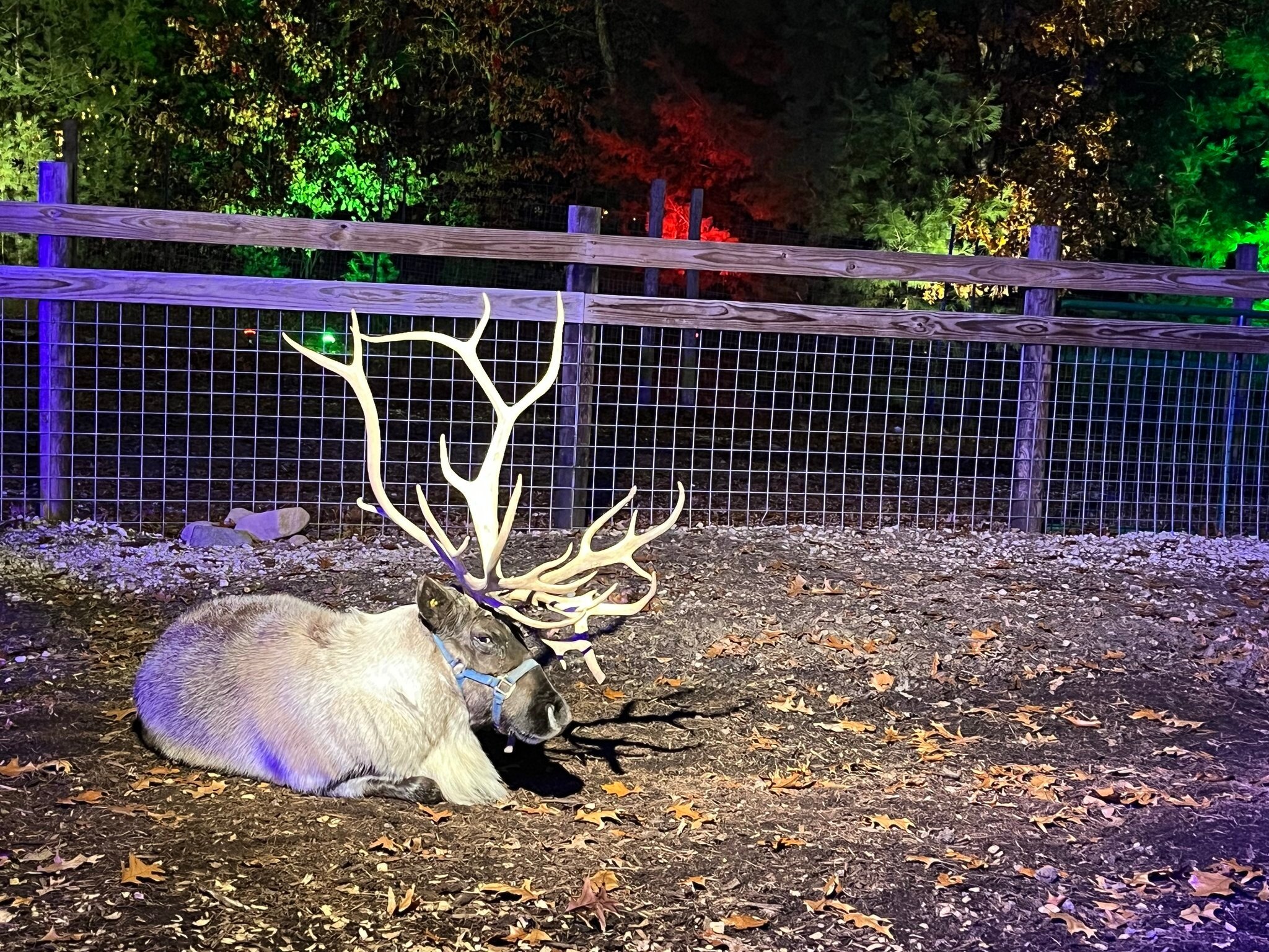 Reindeer Farm Canton Ilnull