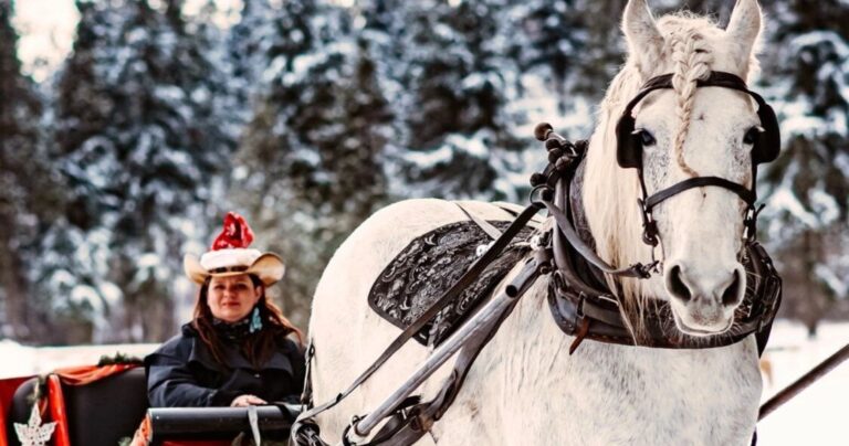 spokanetrailrides_tour-sleigh-ride-white-horse-snow Spokanetrailrides Tour Sleigh Ride White Horse Snow