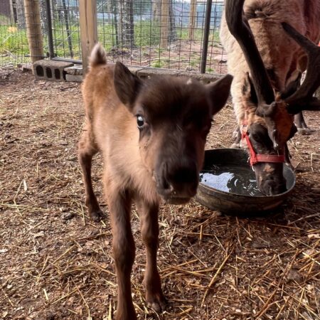 Spruceridgereindeer Tour Brown Foal Farm Enclosure