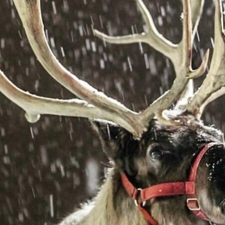 Spruceridgereindeer Tour Reindeer Snow Antlers