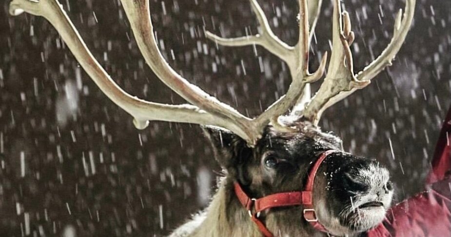 spruceridgereindeer_tour-reindeer-snow-antlers Spruceridgereindeer Tour Reindeer Snow Antlers