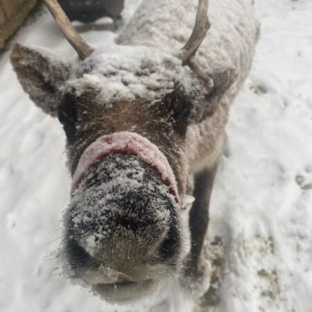 Spruceridgereindeer Tour Reindeer Snowy Farm Nose