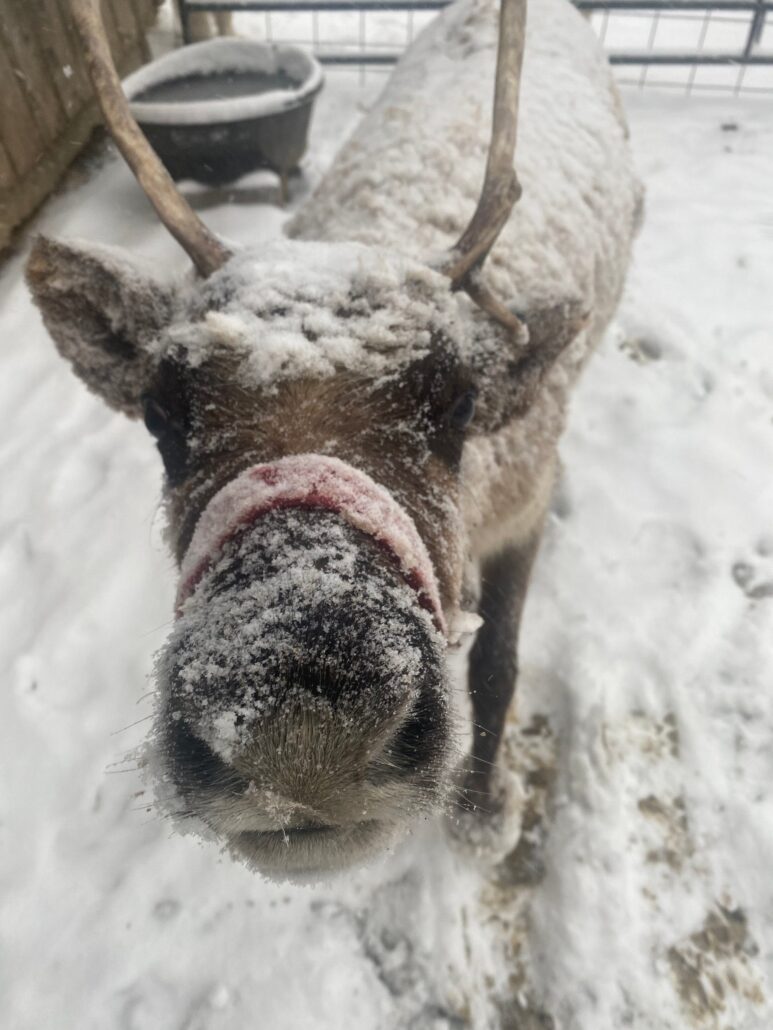 spruceridgereindeer_tour-reindeer-snowy-farm-nose Spruceridgereindeer Tour Reindeer Snowy Farm Nose
