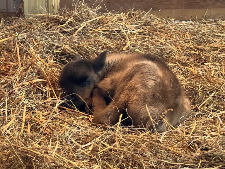 Spruceridgereindeer Tour Sleeping Calf Straw Barn