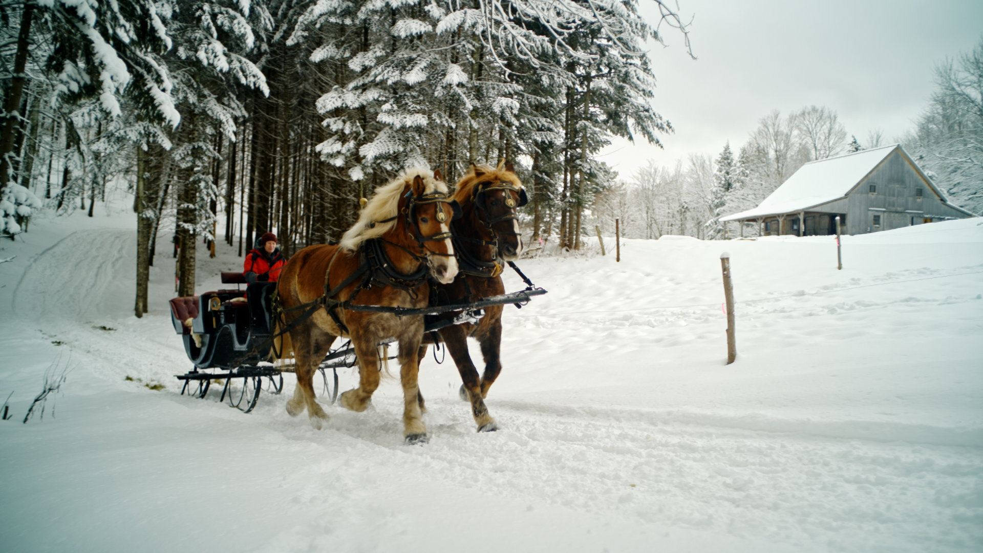 Sterlingmountainfarm Tour Sleigh Ride Horses Snowy Forest