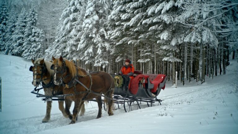 Sterlingmountainfarm Tour Sleigh Ride Horses Snowy Forest 