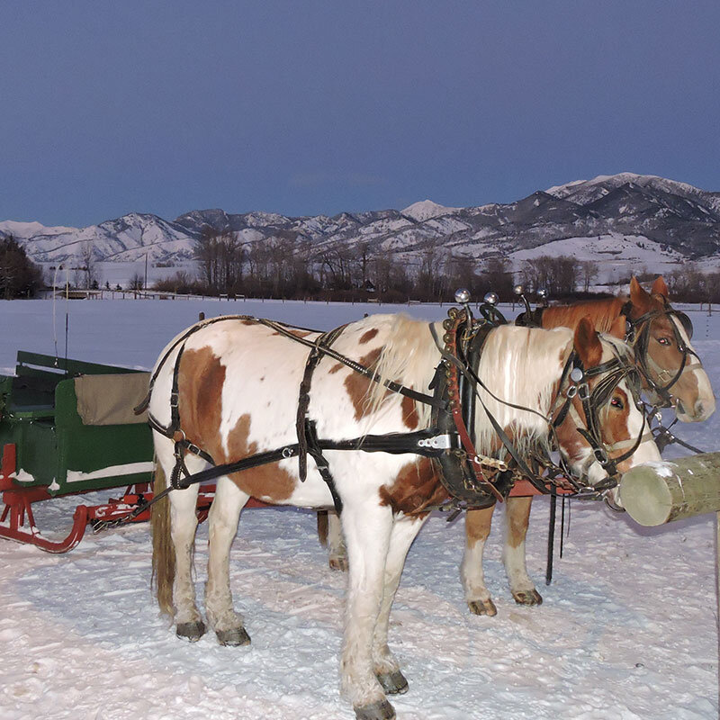 sunrisepackstation_tour-horses-sleigh-snowy-mountains-2 Sunrisepackstation Tour Horses Sleigh Snowy Mountains