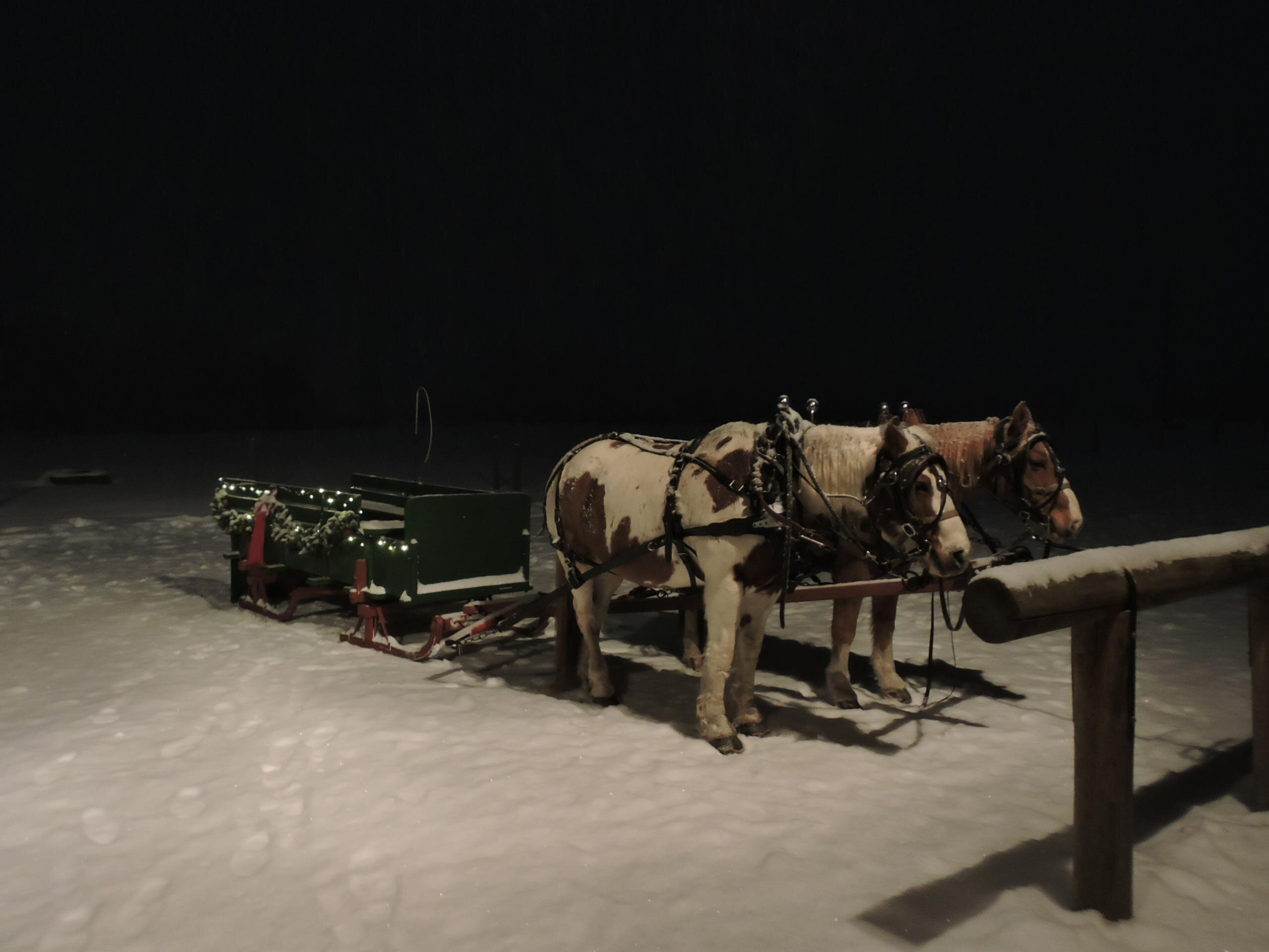 sunrisepackstation_tour-sleigh-ride-horses-snow-night Sunrisepackstation Tour Sleigh Ride Horses Snow Night